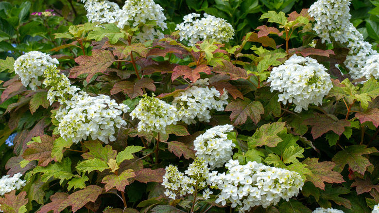 Oakleaf hydrangea with red leaves