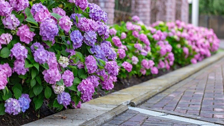 Street full of hydrangeas