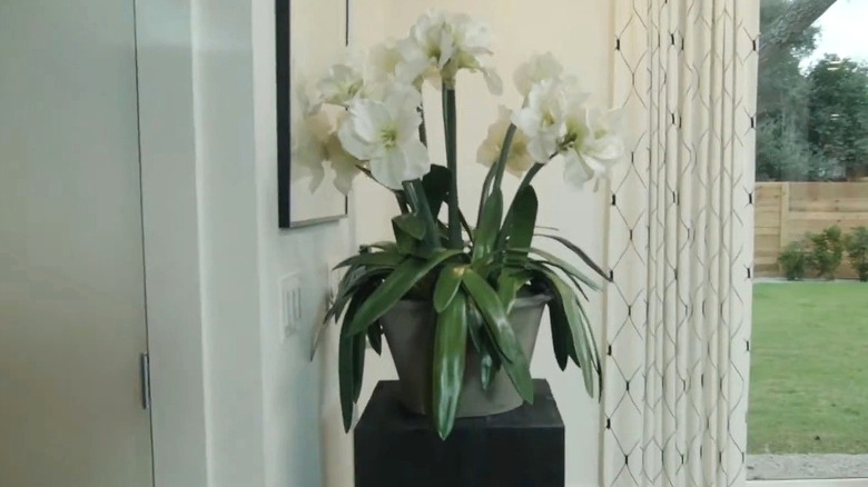 Plant on pedestal in entryway