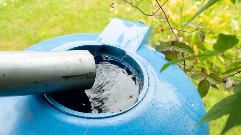 Downspout pouring into rain barrel