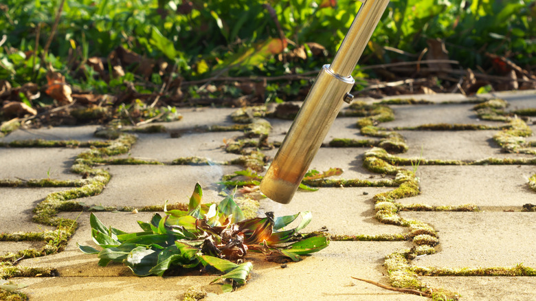 A gardener uses a torch to burn a weed growing through bricks