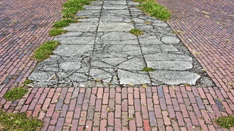 Various weeds emerging from between brick pavers