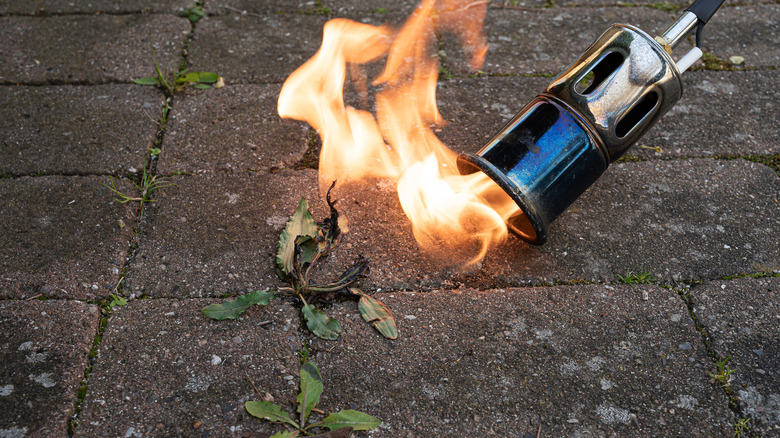 A weed curls and burns while being burned by a torch