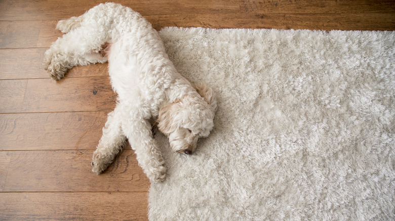 Fluffy dog on fluffy rug