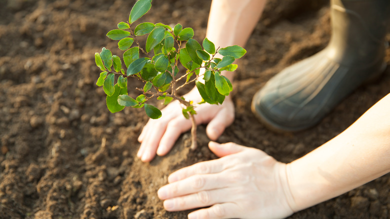 person planting a tree sapling