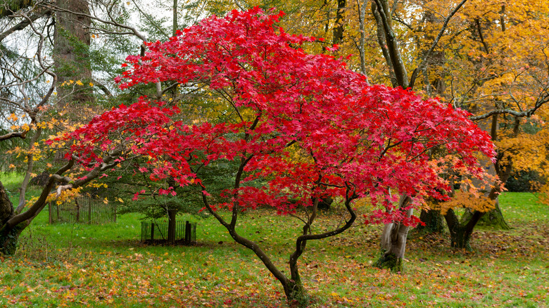 Japanese Maple tree's red leaves