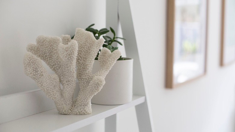 coral and plant on shelf