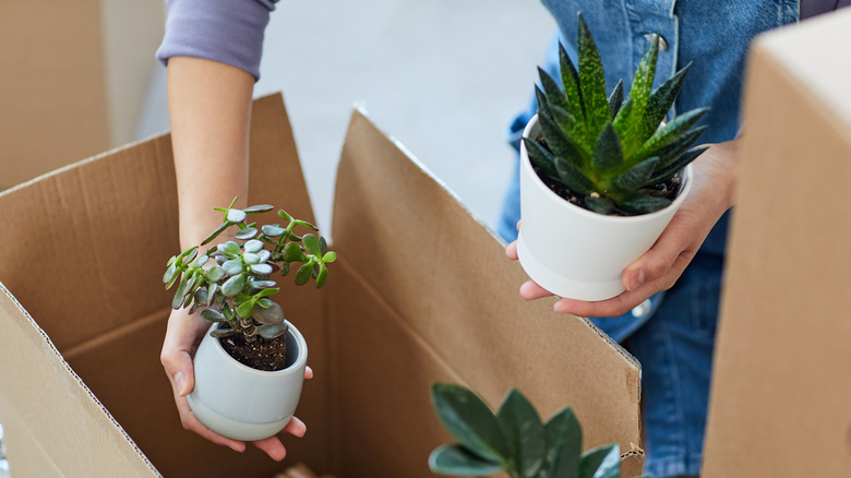 getting rid of houseplants