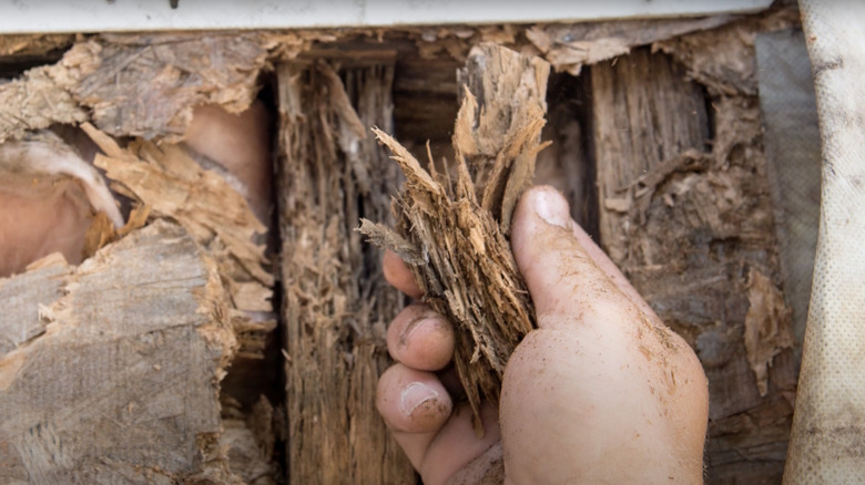 Old rotten wood flooring shows water damage