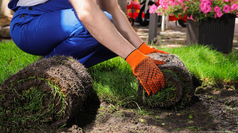 Sod installation 