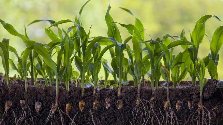 Grass blades growing