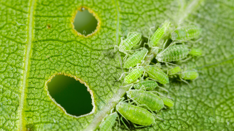 Aphids eating plant