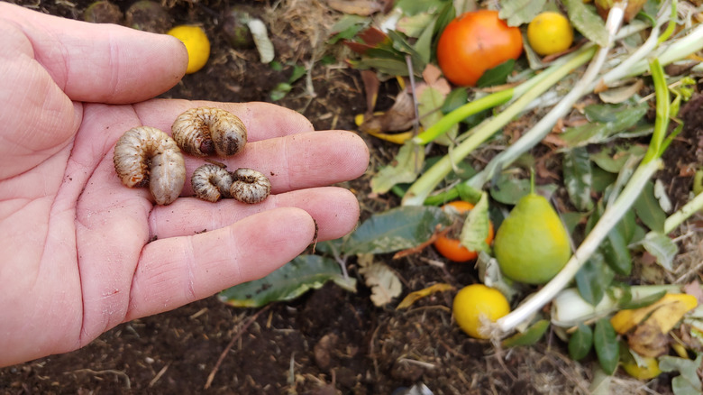 cutworms in garden