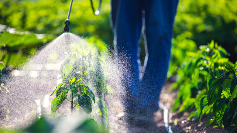 spraying herbicide on plants