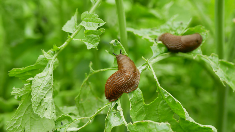 slugs eating garden plant