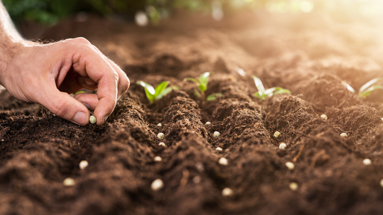 hand planting seeds