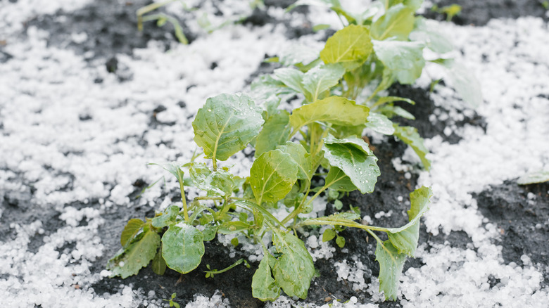 protect garden from bad weather