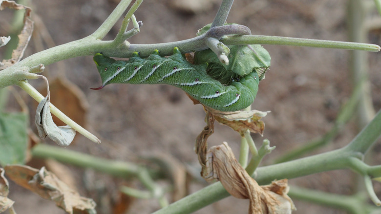 tomato hornworm eating tomato plant