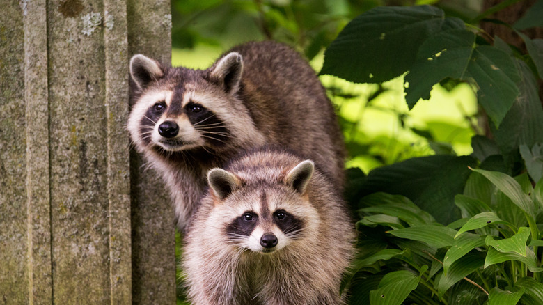 raccoons in garden