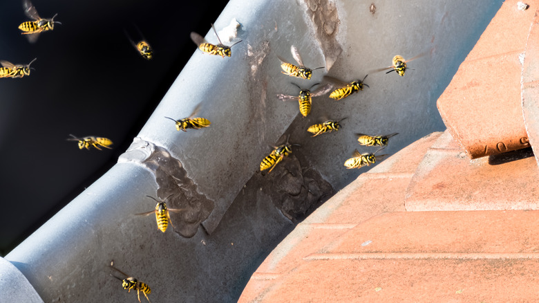 a wasp's nest 