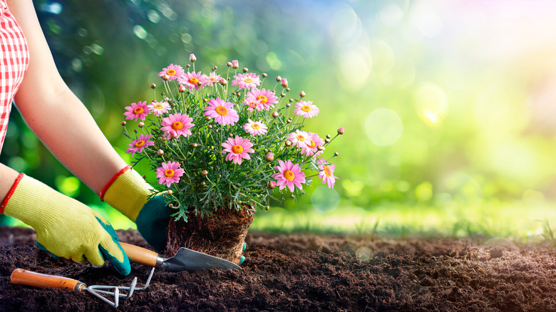 gardener planting flowers 