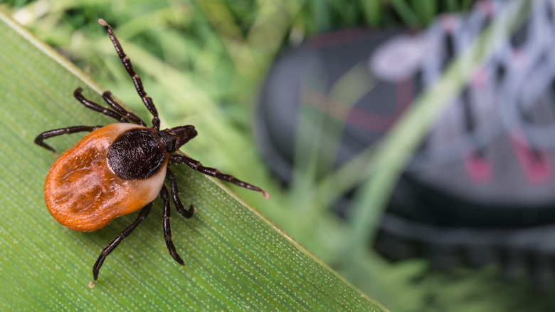 tick waiting for its prey