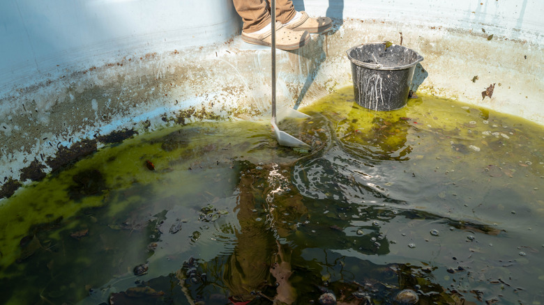 man cleaning pool