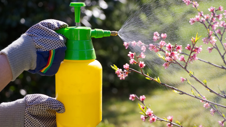 gardener spraying insecticide 