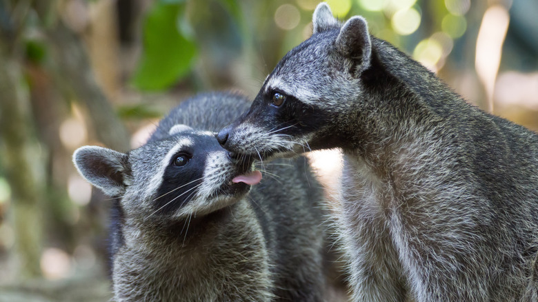 kissing raccoons 