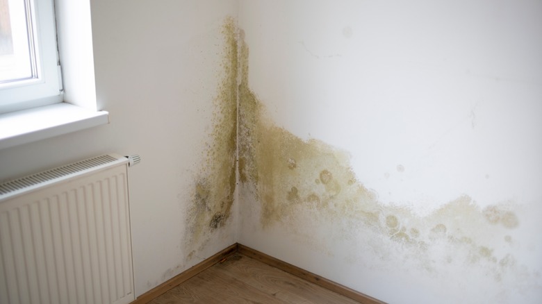 mold on wall