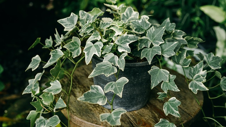 potted English ivy on a stool