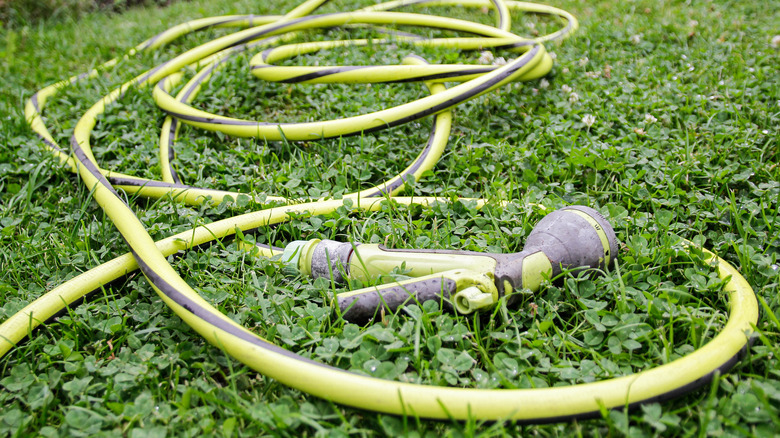 Garden hose in yard