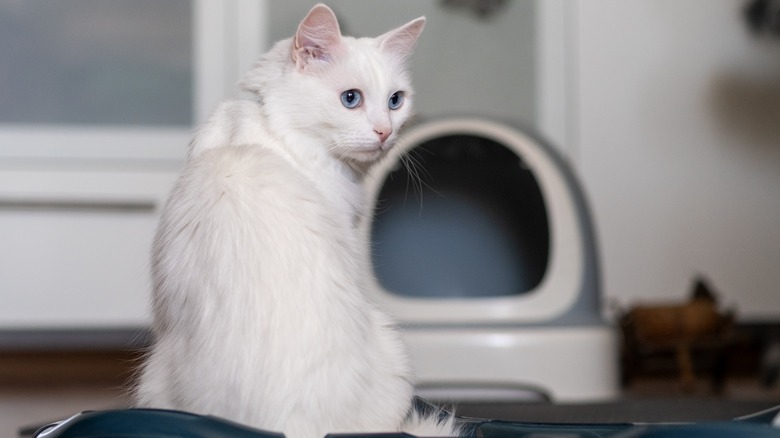 Cat standing by litter box