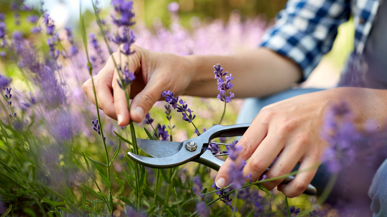 Hands pruning a lavender stem