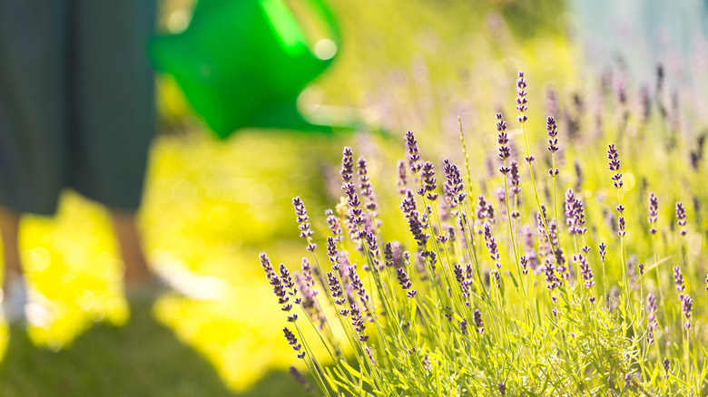 Lavender in garden with sunlight