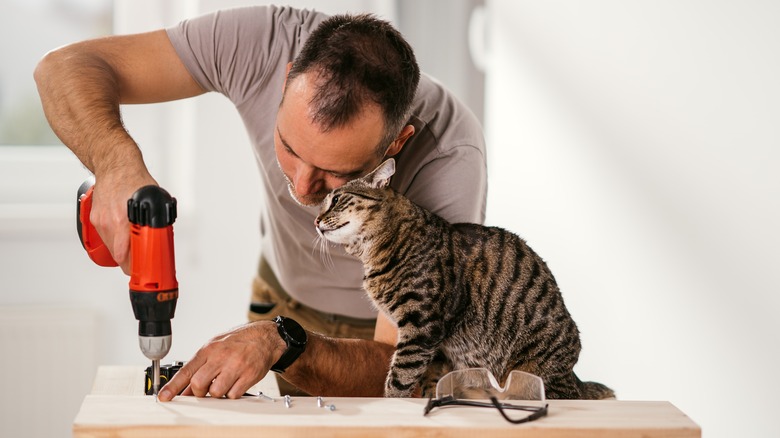 person assembling furniture with cat