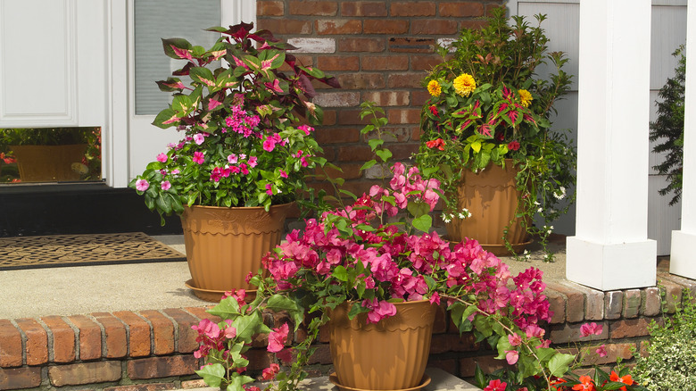 group of flower pots 