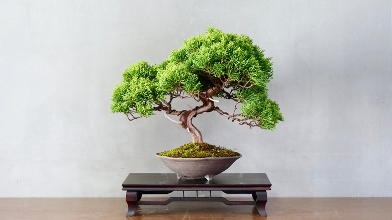 potted bonsai tree on small table