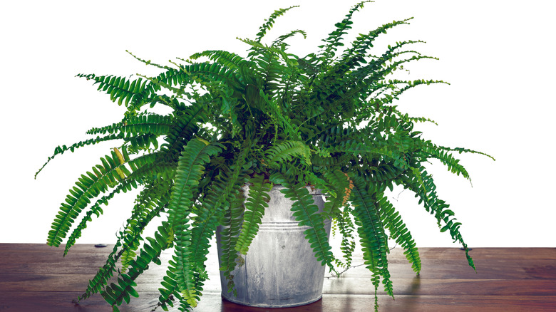 Boston fern in metal pot