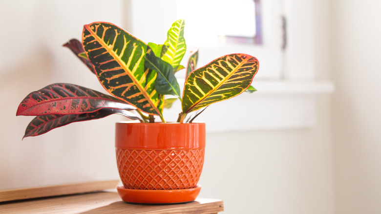 croton plant in orange pot