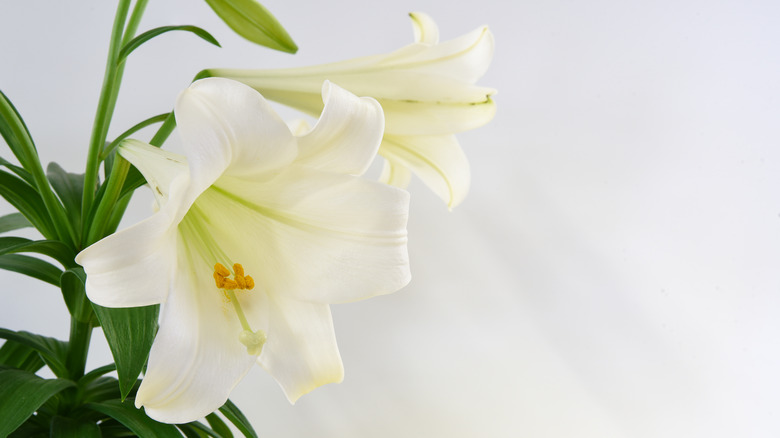 two white Easter lilies