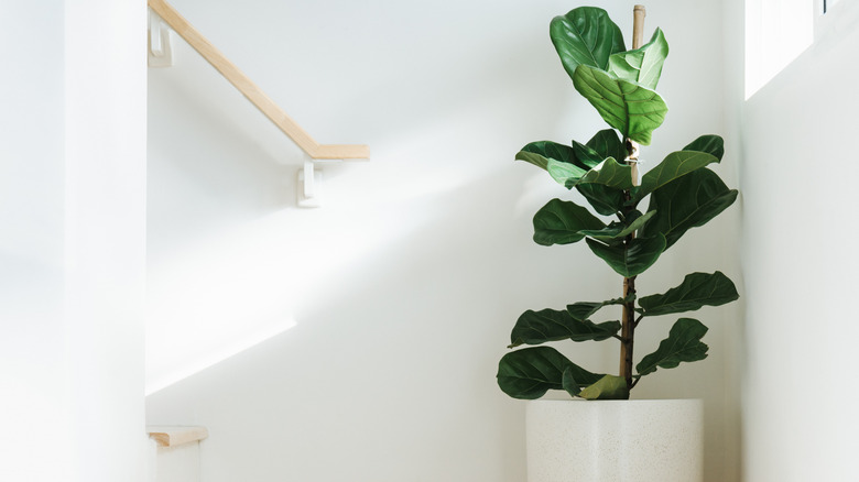 fiddle leaf fig plant in corner