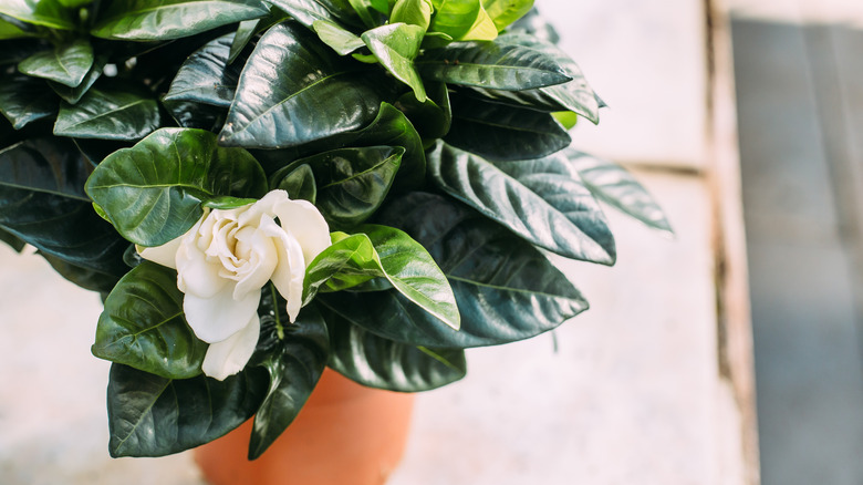 potted white gardenia plants