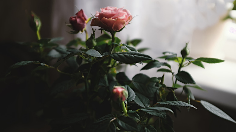 miniature pink rose plant