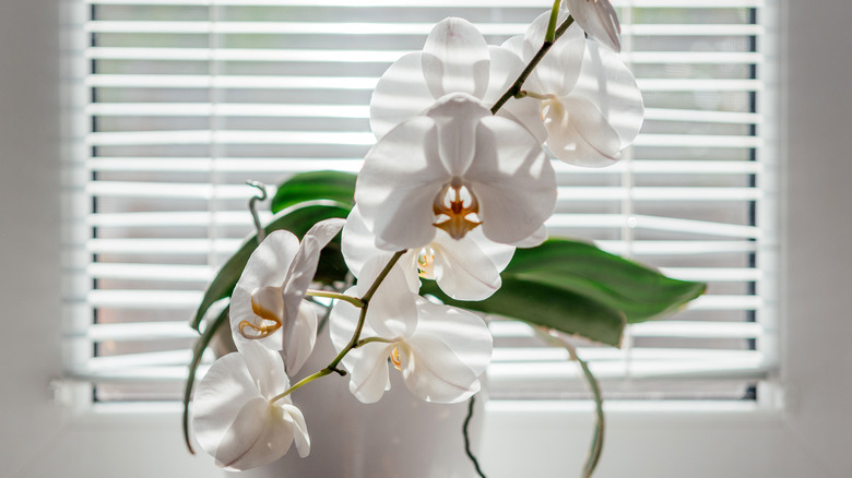 white orchid plant in white pot