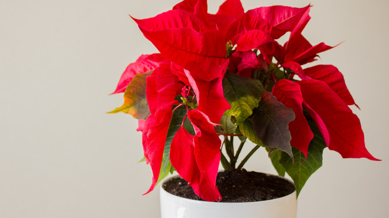 red poinsettia plant in white pot