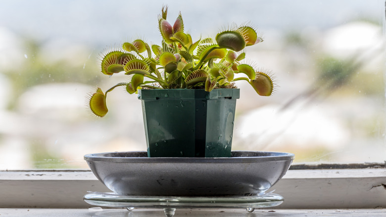 potted Venus flytrap by a window