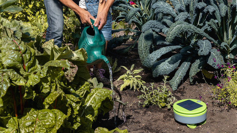 Weeding robot roaming garden