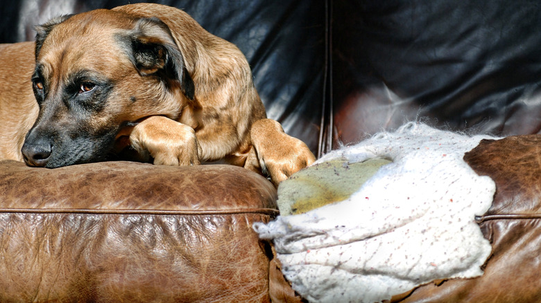 dog eaten couch 