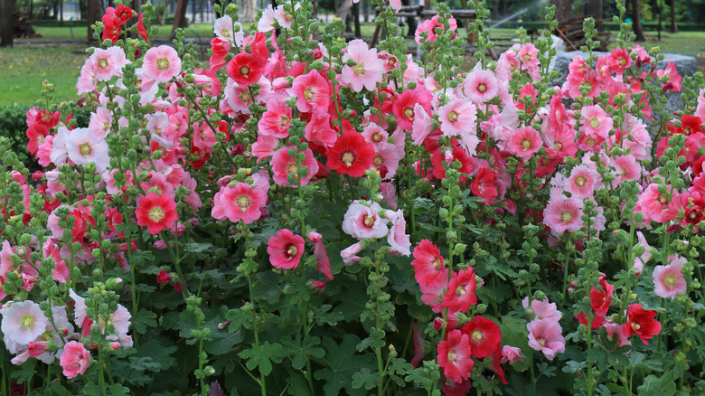 Cluster of red and pink hollyhocks